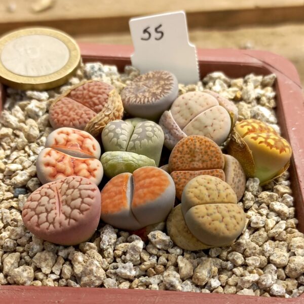 10 Lithops Mix Plantas En Maceta