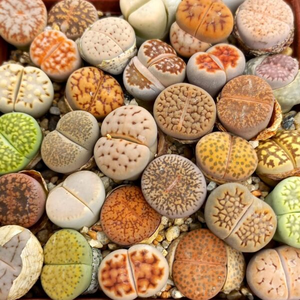 50 Lithops Mix Plantas Aleatorias