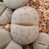 Lithops pseudotruncatella C104