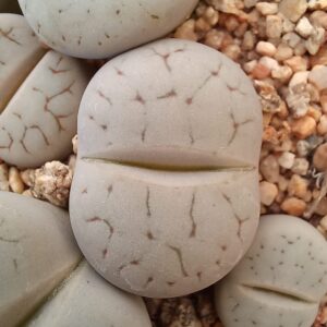 Lithops pseudotruncatella C104
