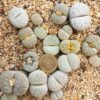 Lithops pseudotruncatella C104