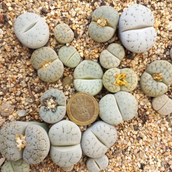 Lithops pseudotruncatella C104