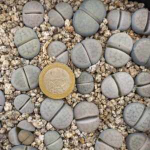 Lithops schwantesii C105
