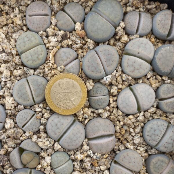 Lithops schwantesii C105