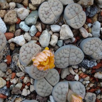 Lithops schwantesii C105