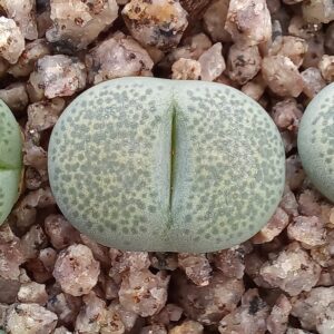 Lithops terricolor cv 'Green Sandpoort'