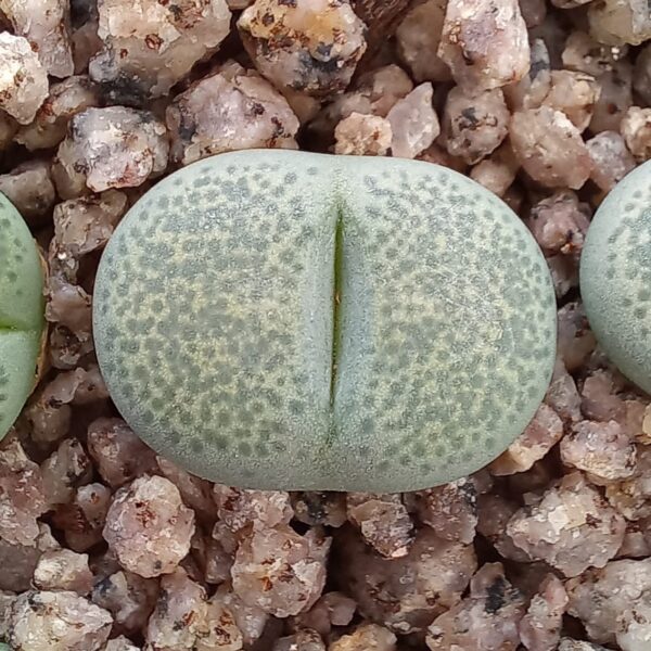 Lithops terricolor cv 'Green Sandpoort'