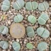 Lithops terricolor cv 'Green Sandpoort'