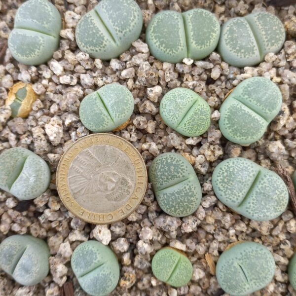 Lithops terricolor cv 'Green Sandpoort'