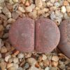 Lithops terricolor C131