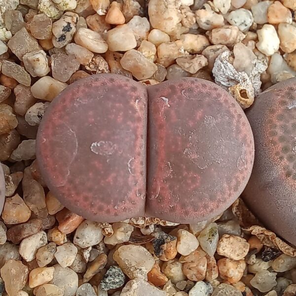 Lithops terricolor C131