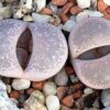 Lithops terricolor C131