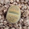 Lithops terricolor cv 'Speckled Gold' C345A