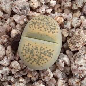 Lithops terricolor cv 'Speckled Gold' C345A