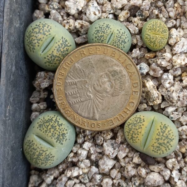 Lithops terricolor cv 'Speckled Gold' C345A
