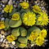 Lithops terricolor cv 'Speckled Gold' C345A