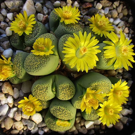 Lithops terricolor cv 'Speckled Gold' C345A