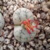 Lithops werneri C188
