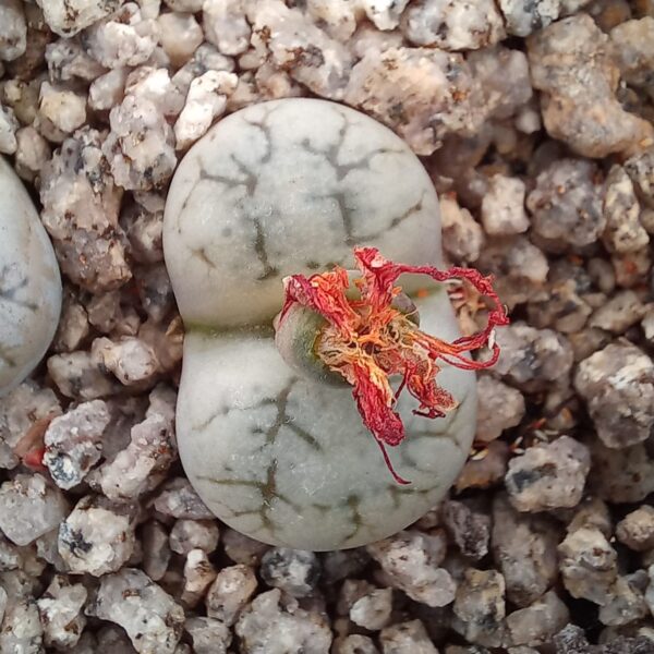Lithops werneri C188