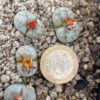 Lithops werneri C188