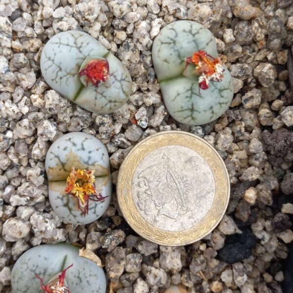 Lithops werneri C188