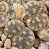 Lithops werneri C188