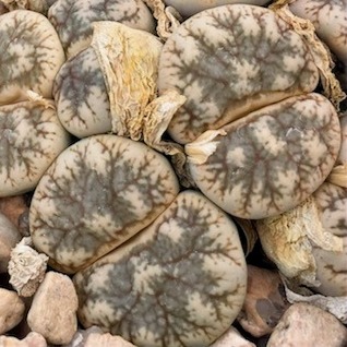 Lithops werneri C188