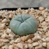 Lophophora williamsii var. Texana