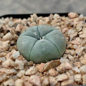 Lophophora williamsii var. Texana