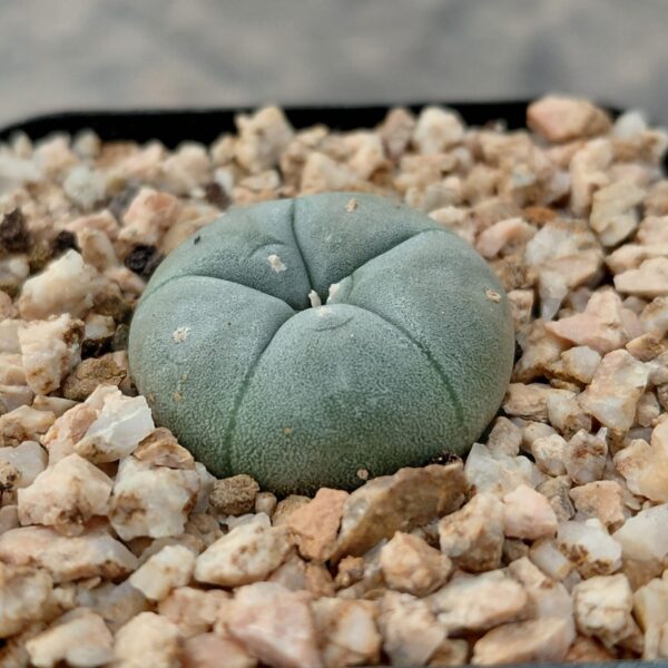 Lophophora williamsii var. Texana