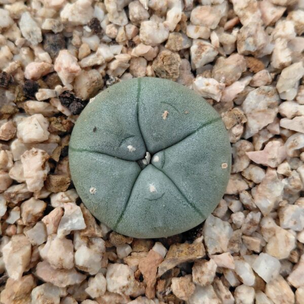 Lophophora williamsii var. Texana