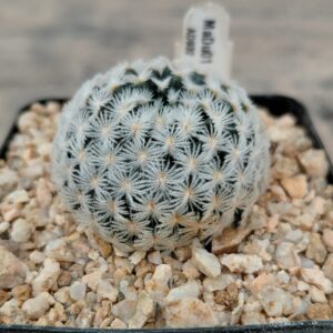 Mammillaria duwei