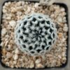 Mammillaria duwei