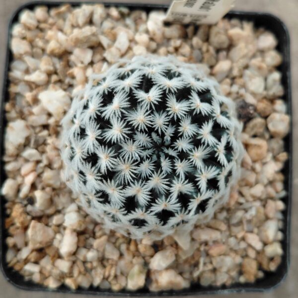 Mammillaria duwei