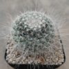 Mammillaria hahniana