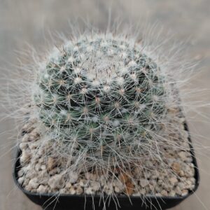 Mammillaria hahniana
