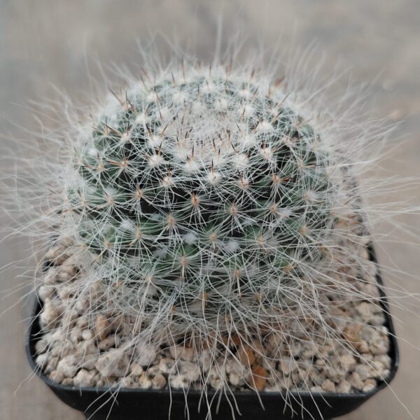 Mammillaria hahniana
