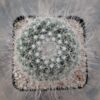 Mammillaria hahniana