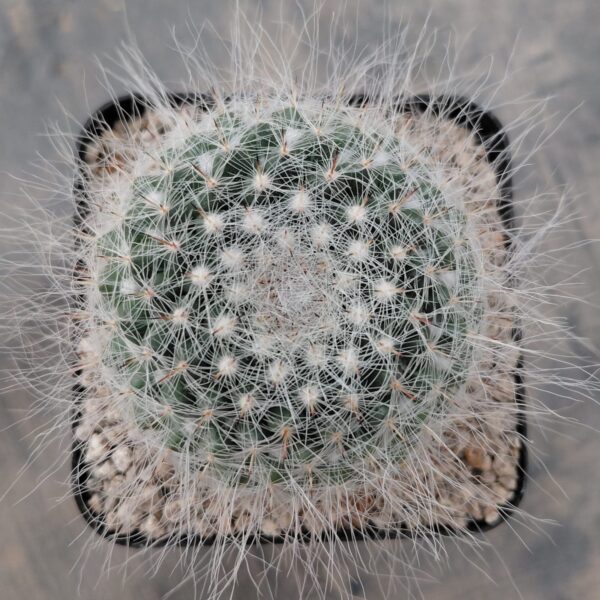 Mammillaria hahniana