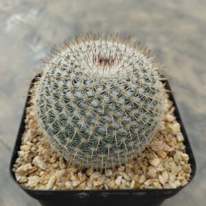 Mammillaria sp