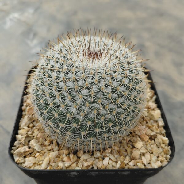 Mammillaria sp