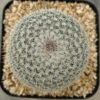 Mammillaria sp