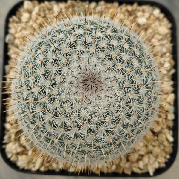 Mammillaria sp