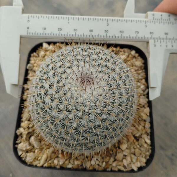 Mammillaria sp
