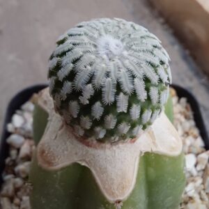 Turbinicarpus pseudopectinatus injertado