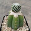 Turbinicarpus pseudopectinatus injertado