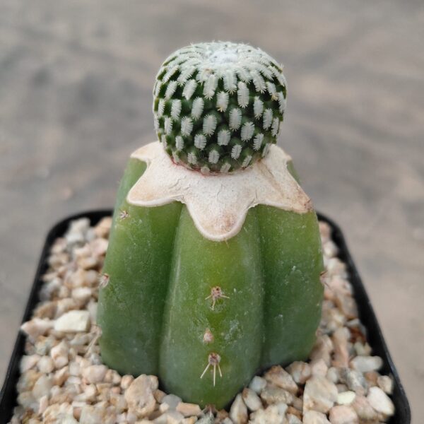 Turbinicarpus pseudopectinatus injertado