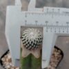 Turbinicarpus pseudopectinatus injertado
