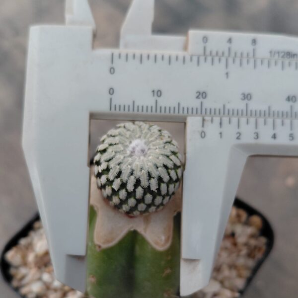 Turbinicarpus pseudopectinatus injertado