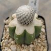 Turbinicarpus valdezianus injertado